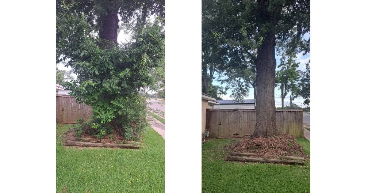 Before and after overgrowth removal and yard cleanup