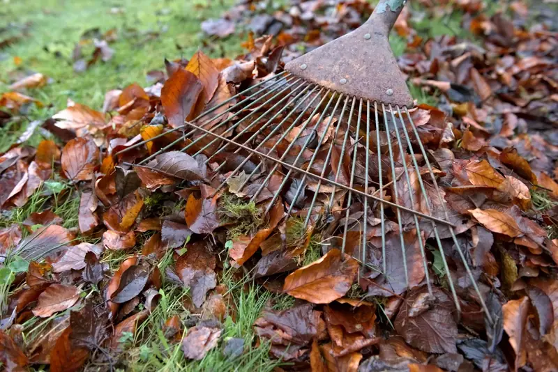Leaf cleanup and seasonal yard cleanup in Kilgore, Texas